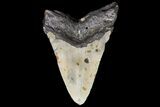Bargain, Megalodon Tooth - North Carolina #83947-2